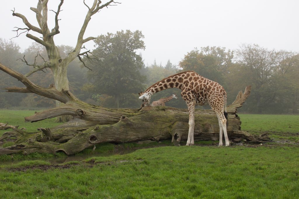 Knuthenborg giraf